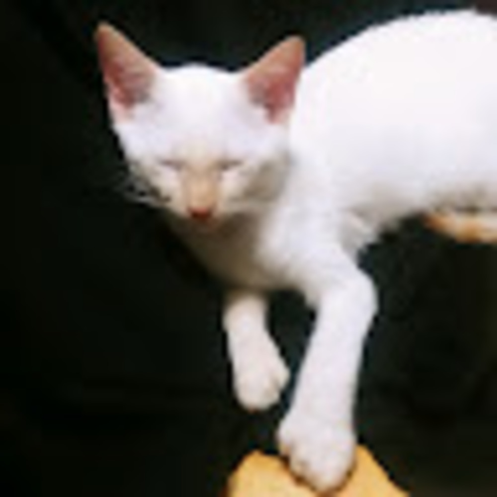 Meet your Posher, Elizabeth